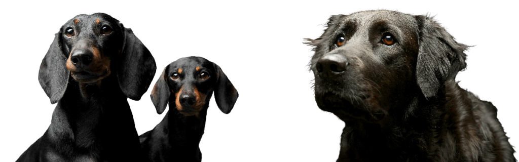 Honden bedrijven