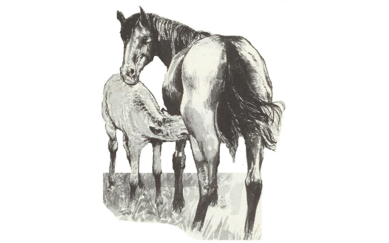 Manege Stal Sintels