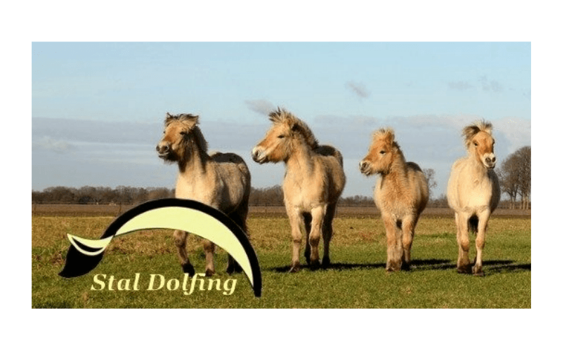 Stal Dolfing