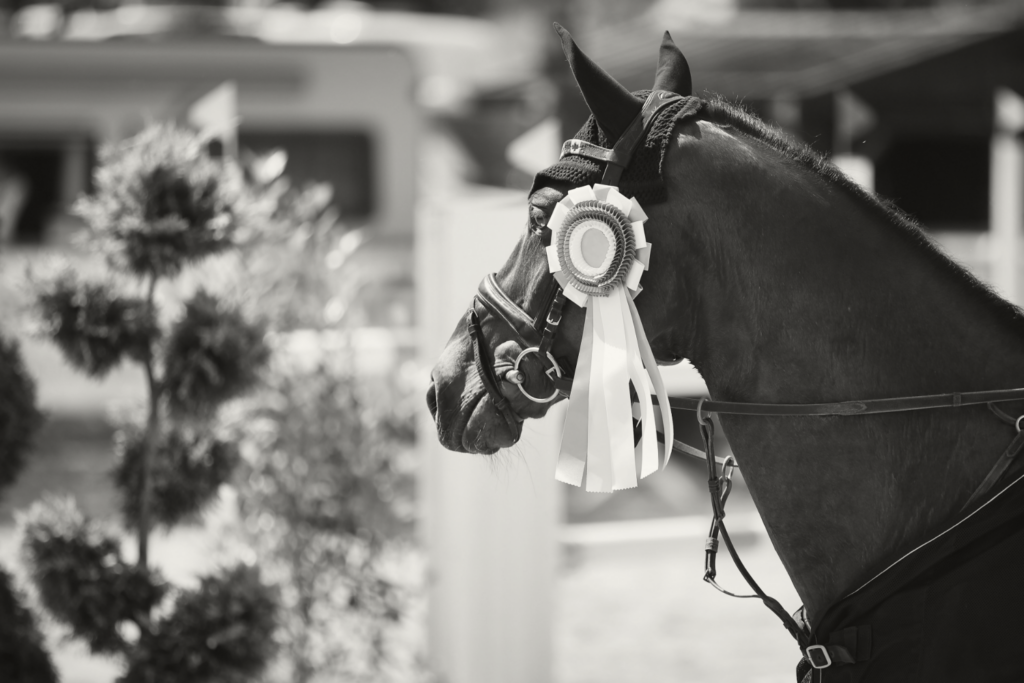 Livestream paardensport