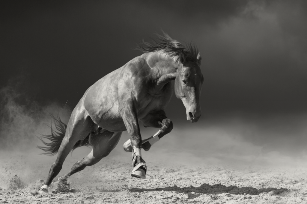 Paardenfotograaf