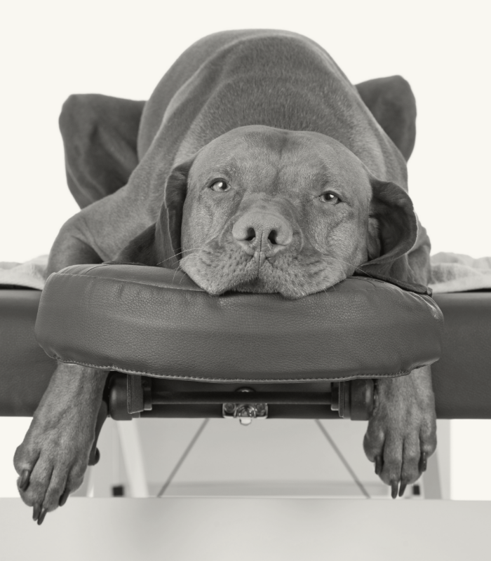 Chiropractor hond