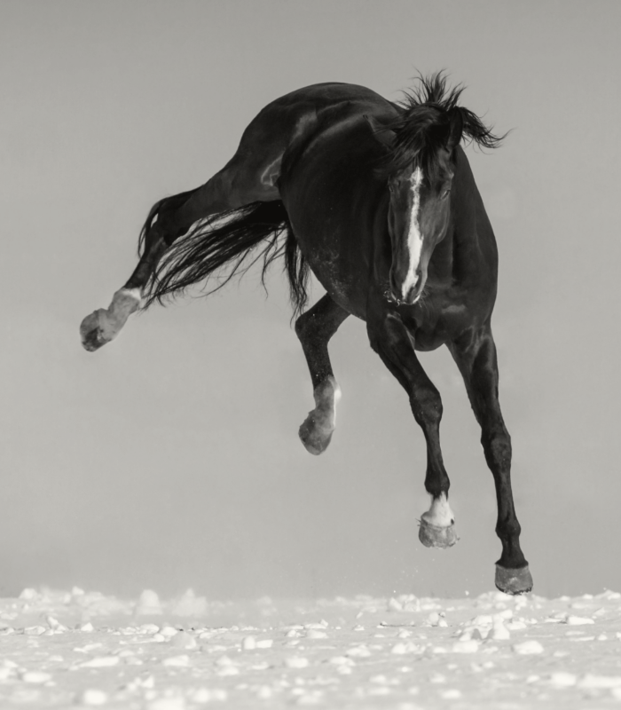 Fotoshoot paard