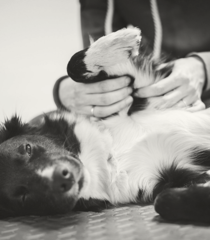 Fysiotherapeut hond