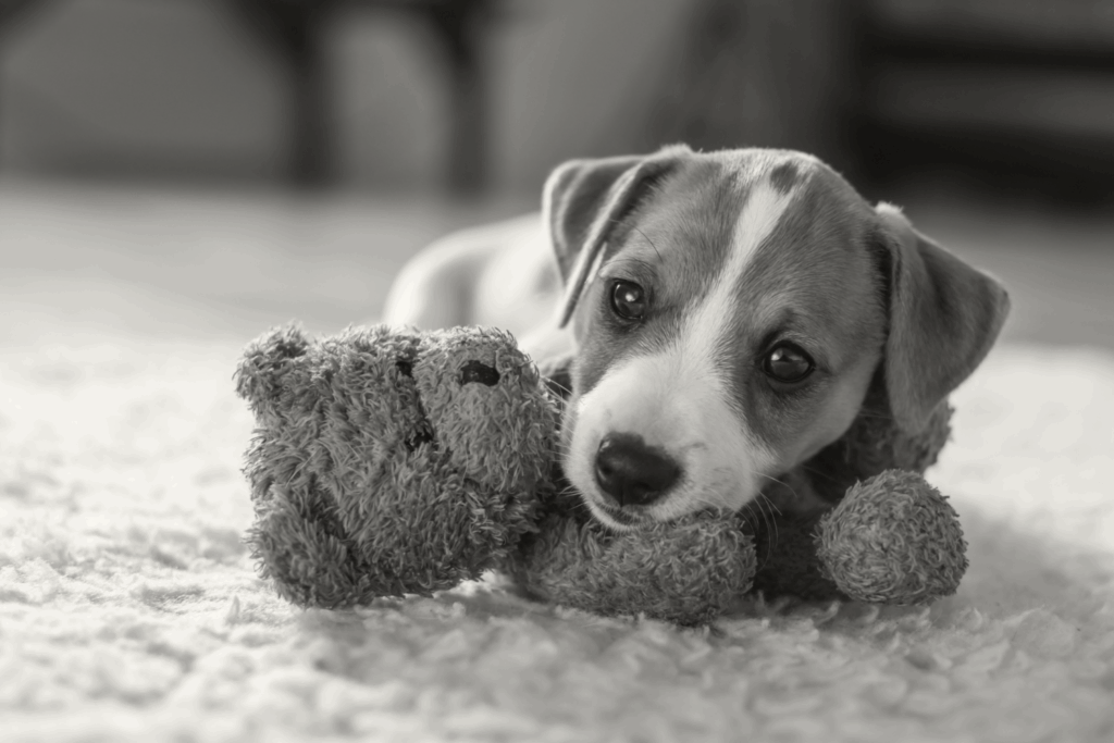 Puppy opvoeden