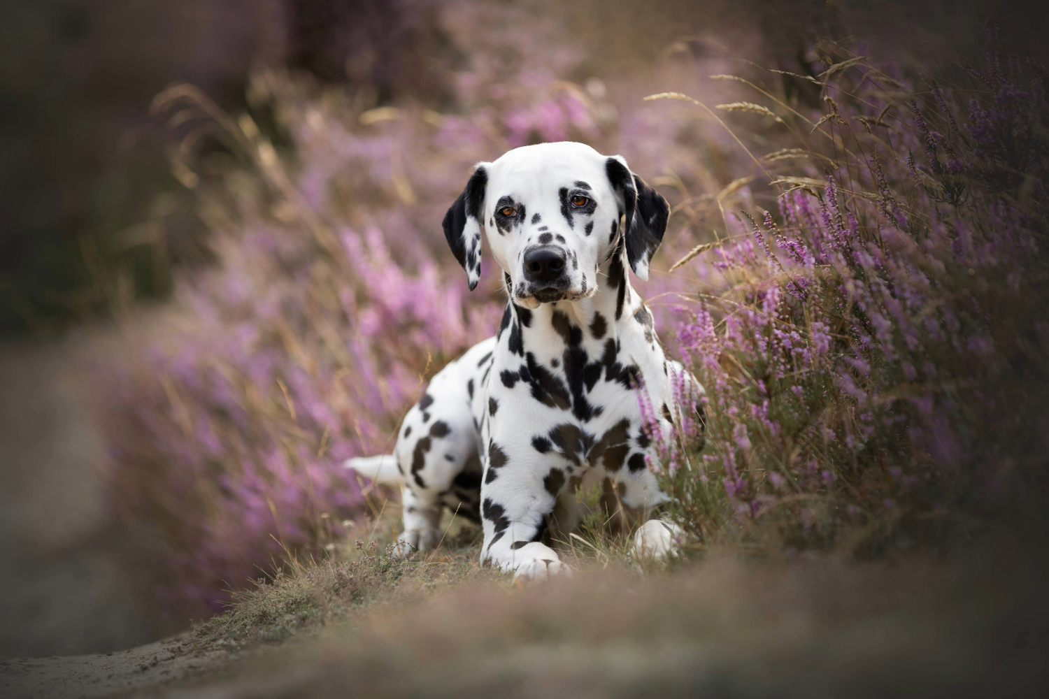 Fotoshoot hond