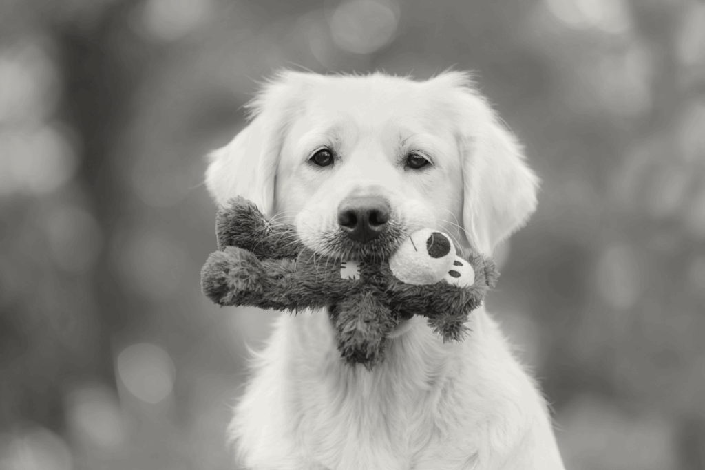 Honden speelgoed