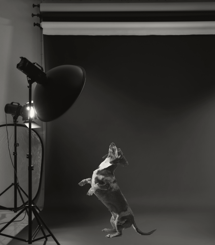 Hondenfotograaf