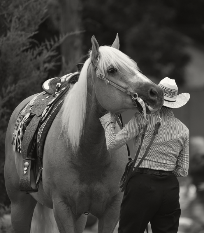 Livestream paardensport