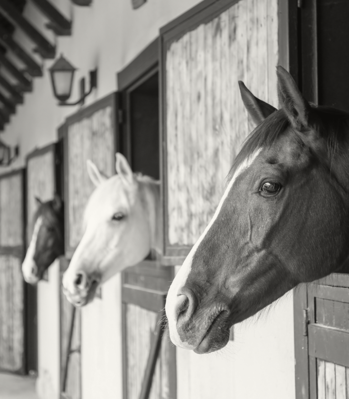 Manege