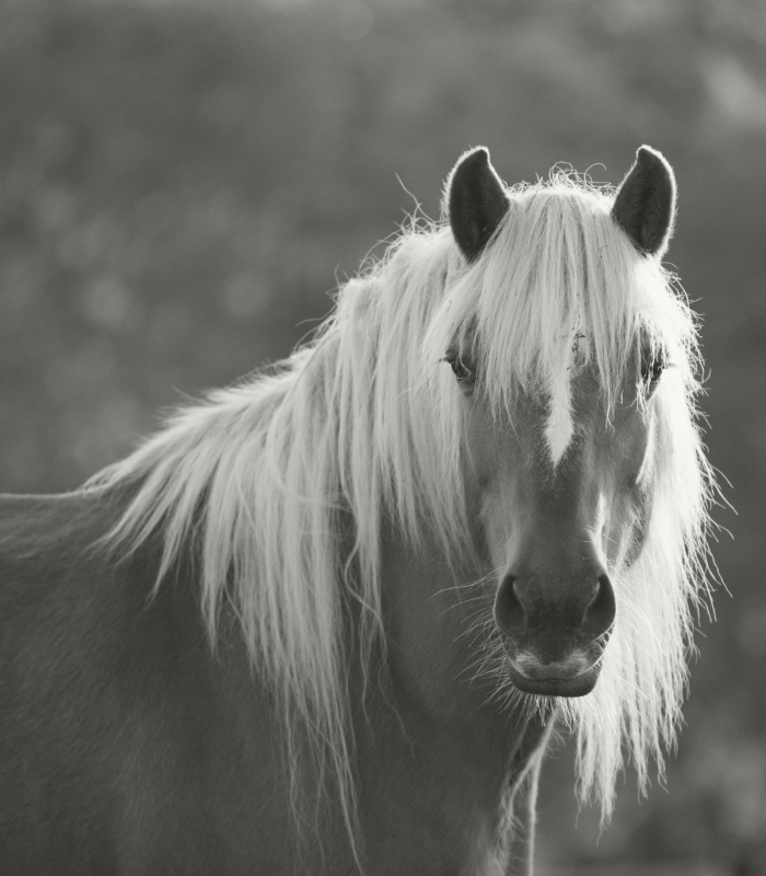 Paarden stamboek