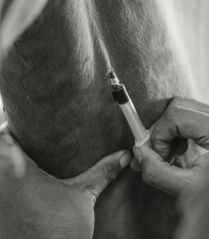 Paardenarts
