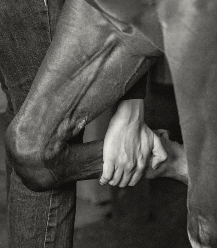 Paardenkliniek