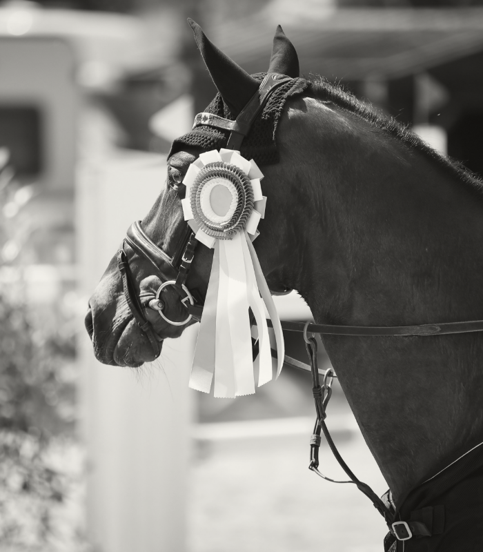 Paardensport tv