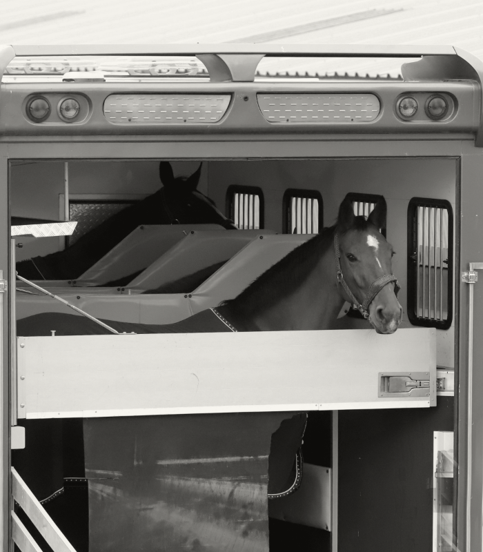 Paardentaxi