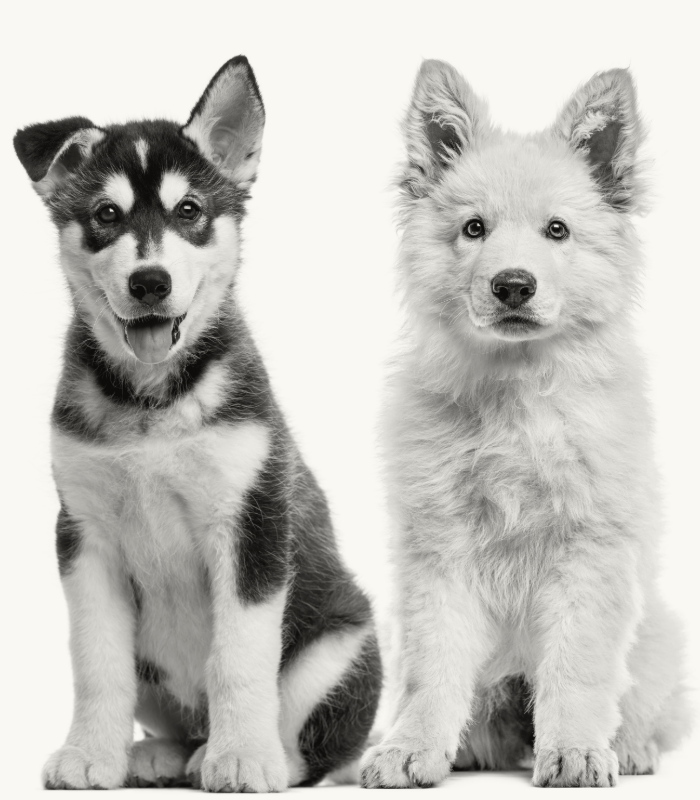 Puppy