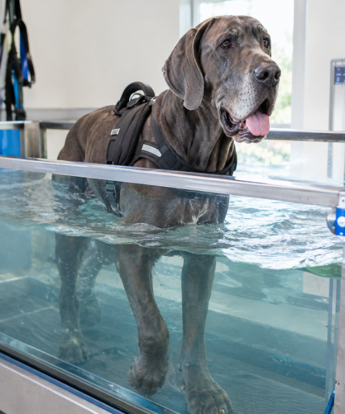 Aquatraining hond