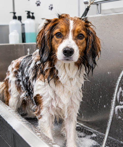 Dogwash