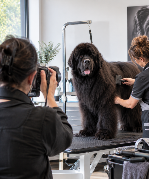 Fotograaf voor hondenbedrijf