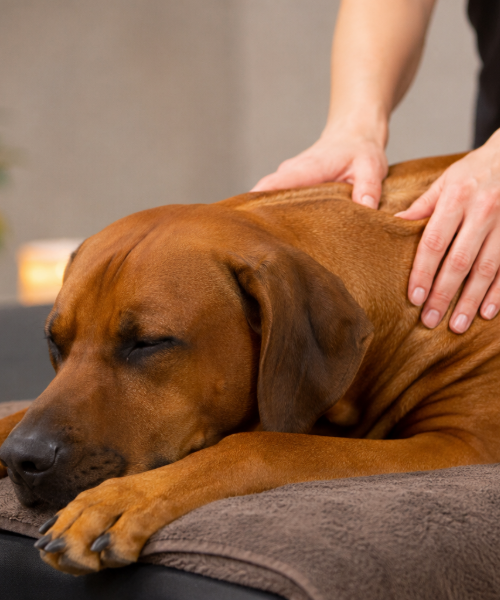 Hondenmassage