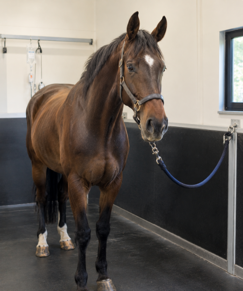 Paardenkliniek