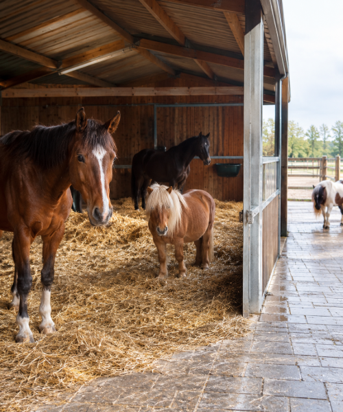 Paardenwelzijn
