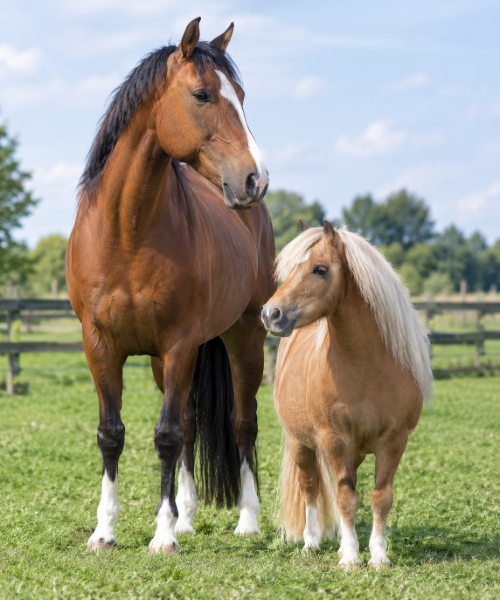 Pony