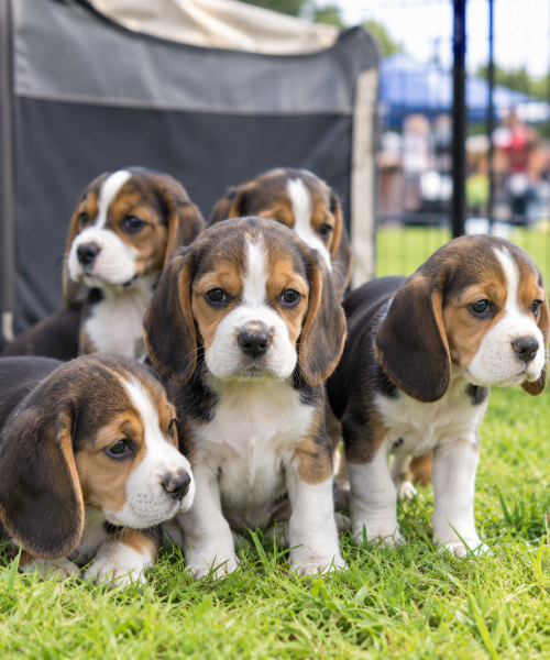 Puppy