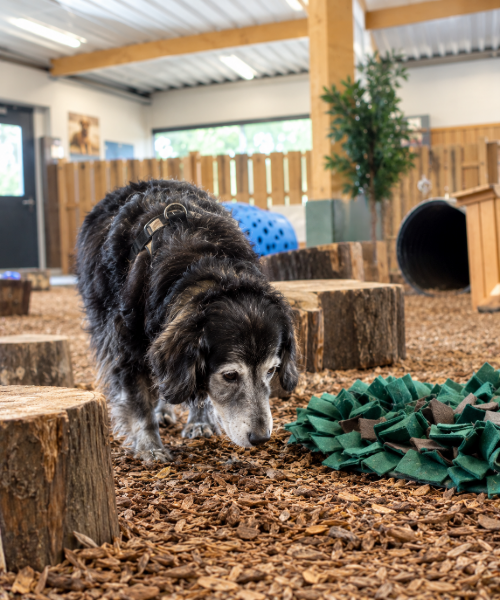 Snuffeltuin oude hond